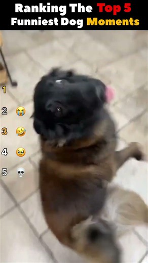 Ranking The Funniest Dog Of All Time 😭
