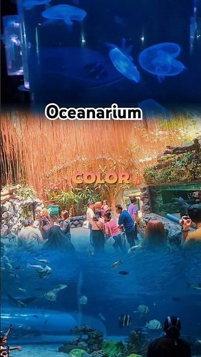Stunning Underwater Paradise! Exploring the Manila Ocean Park Oceanarium #aquarium #oceanarium