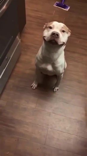 When your dog smiles bigger than you ever could 😆🐶✨ pure happiness energy! #FunnyDogs #DogComedy #FYP #CuteDogs #Smile