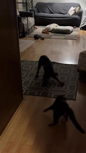 This is the closest Argo and Benya have ever gotten… progress 😬😬 #nataliaskorob #skorobzooandkitchen #argoandbenya #petsiblings #dobermanpuppy #cat #PetsLover #babysteps #argo Skorob Zoo and Kitchen | Natalia Skorob