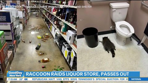 Masked bandit found drunk in liquor store break-in