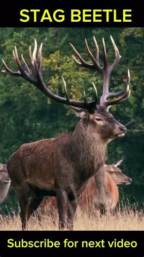 stag beetle #shorts #explain