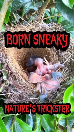 The Cuckoo Bird: Born to Be Sneaky! Nature’s Master Deceiver