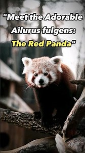 Discovering the Red Panda: Ailurus fulgens