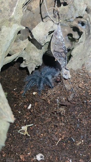 27K views · 410 reactions | First molt ni Uvogin (T.Blondi Tarantula) #fbreelsfypシ゚viralfbreelsfypシ゚viral #arachnidsetup #tblondi #tarantula #Philippines | ExoHunter | Facebook