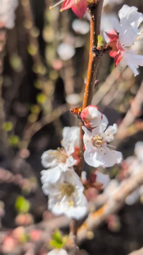 We have had so much success with our bare root fruit trees that we are encouraging you to grab yours before that window of planting them passes. Grocery Outlet offers healthy fruit trees that grow exceptionally well in our climate. #ridgecrest | Ridgecrest Community Garden