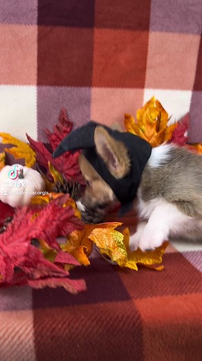 Everyone will be wearing Halloween costumes for the rest of the month (a) #halloween #halloweencostume #dogcostume #docostumechallenge #doghalloweencostume #corgihalloween #corgihalloweencostume #corgipuppy #dogbreeder #corgi #socalcorgi #socalcorgis #california #californiacorgi #californiacorgis #californiacorgibreeder #californiacorgisdogkennel #corgibreeder #dogbreeder #fluffycorgi #losangeles