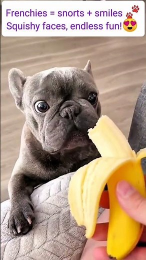 Funny & Cute French Bulldog Compilation | Adorable Frenchies Being Silly #heartwarming #petshorts