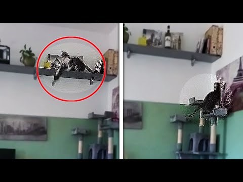 CAT KNOCKS OVER GLASS (Funny Cats Knocking Stuff over - Funniest Cat Videos)
