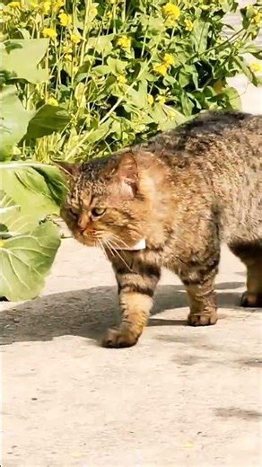 The Crafty Cat's Flower Heist Adventure