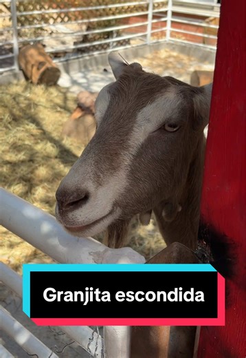 ¿Ya conocías esta granjita? Esta a un costado de Epa Portales, creo que es un lugar bonito para visitar con niños pequeños y ver animalitos🐣🐐 #guatemala #gt #lugares #recomendaciones #animales