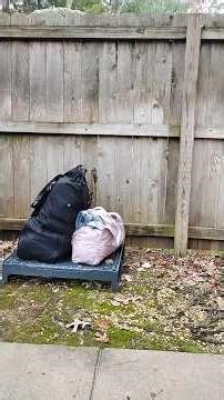 20251207 B4theyCallMeHomeless&CalltheCops|Look@the Abnormal Behavior the Feds R Makn My Dog Display