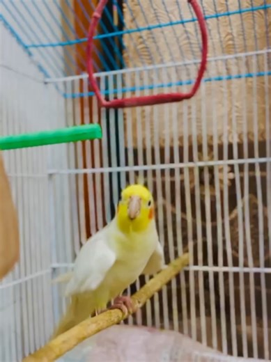 Charming Cockatiel Bird Calling Sounds