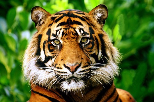 All tigers accounted for at Cincinnati Zoo after scare