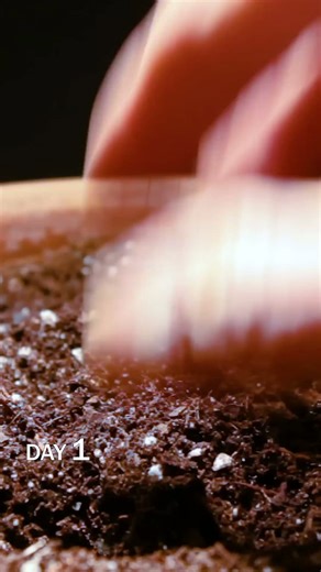 Freesia bulb sprouting time lapse