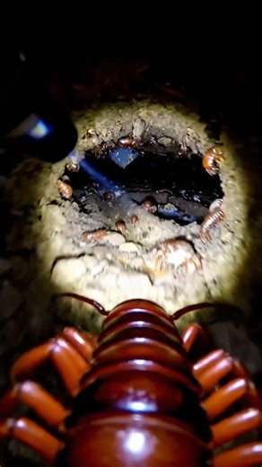 Monster Centipede POV What’s Inside the Nest ! #POVAnimals