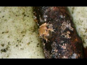 Northern Spring Peeper: mating call