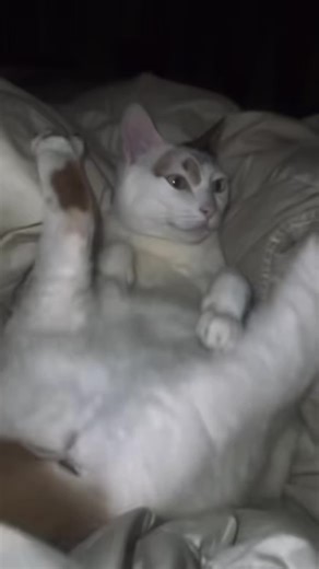 #fyp #oopygoop | woop