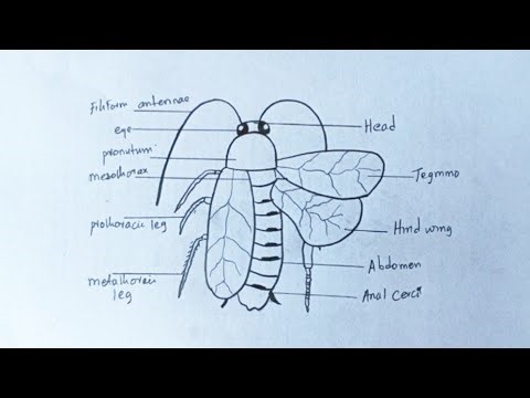 How To Draw and label a Cockroach step by step