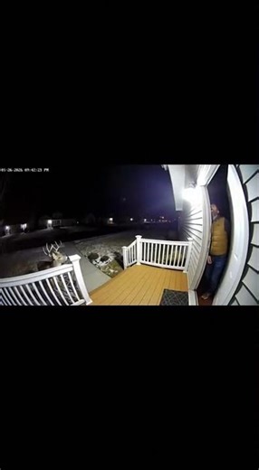 Unexpected Visitor at 3AM! 🦌😱🚪