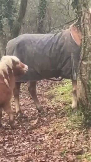 #horse #horses #shetlandpony #haflinger #fun #nature