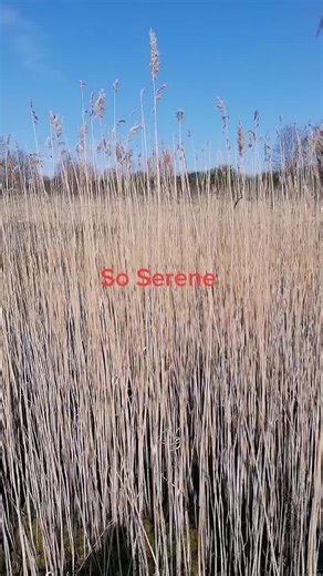 lead boots on TikTok