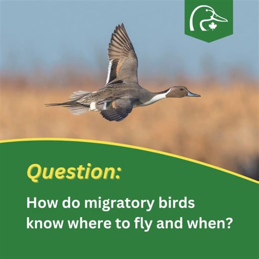 20 reactions | Bird migration is a marvel of nature, and as we anticipate the return of our feathered friends this spring, we're answering some of the migration questions we received during our recent Migration movie giveaway! We've discussed why waterfowl migrate, but how do they know where to fly and when? Find out below and follow along with us as our experts provide more answers to your bird migration questions! 閭 | Ducks Unlimited Canada | Facebook