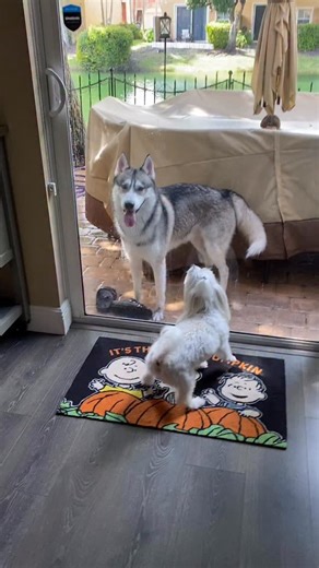 😱😱 What the hell ? 😱😱 Says “ Mom 🙀 Mom 🙀 !!!!! Neighbor’s Husky running lose again “ #youarenotwelcomehereDoDo 👿🍤👶🏻😤 #DoDo #dodothemaltese #spoileddodo #husky #maltese #malteseofinstagram 10-17-25 | Amanda S. Yu