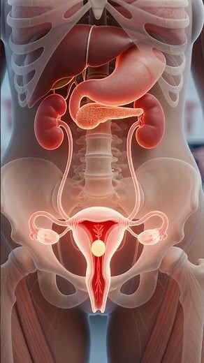 Female Reproductive System Explained | Inside Female Body: Reproductive System