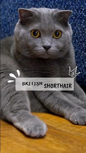 Top 10 des races de chats préférées des Français