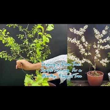 Shaping a Plum Tree: Simple Training for a Healthy, Elegant Tree