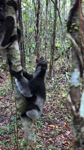 Sound on 🔊 Meet the indri, Madagascar’s largest lemur—the rainforest’s lead singer. At dawn, their haunting calls roll for kilometers. Critically endangered and heard only in the wild. How do you like these songs? Video by @colbybrownphotography #indri #madagascarwildlife #lemur #wildlifevideos #naturesounds | Marat Karpeka Lemur Foundation