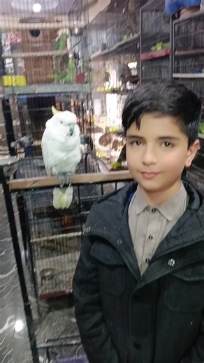 Adnan khan (@romantic_roses)’s videos with original sound - unzilajunejo 🌈🌟