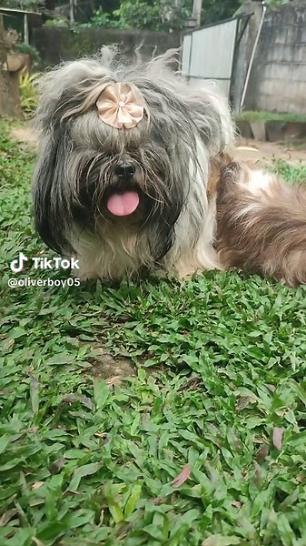 oliver boy on TikTok