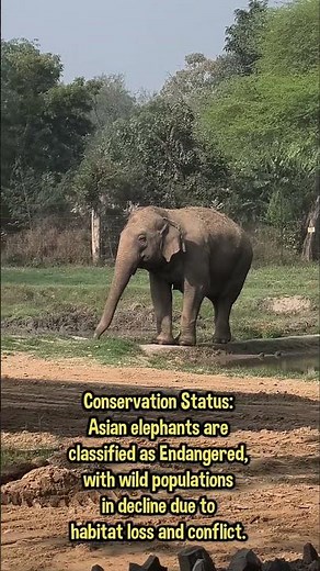 The Indian Elephant: Gentle Giants of the Ancient Forest 🐘🇮🇳