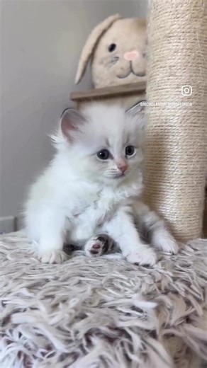 Siberian kittens Florida, #nicholassiberiansflorida #nicholassiberiancats #fypシ゚viral #siberiankittens #catsoftiktok