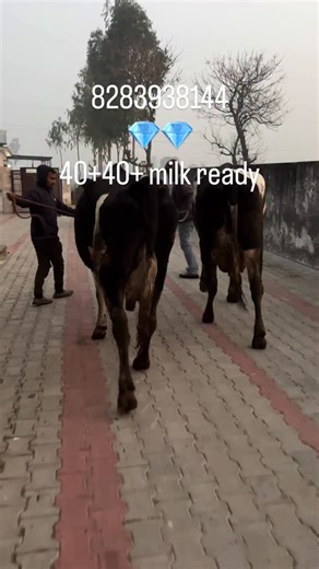 cow_dariy_farm | #brand #cow #punjabistatus #pdfa #tranding | Instagram