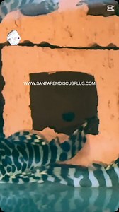 L-Fish next weekend with Flssh Discount in online store | Santarem Discus Plus | Facebook