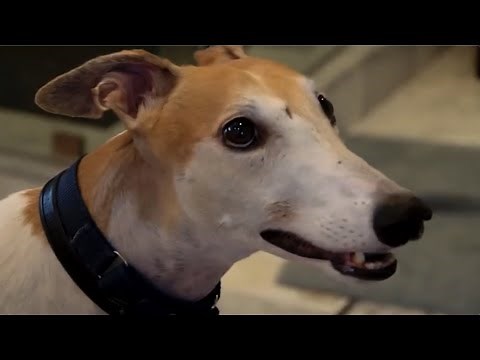 The Evolution of Bunny