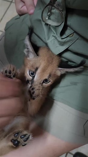 Blessings #caracal #wildliferescue #wildliferehab #wildlifeconservation #baby #kitten