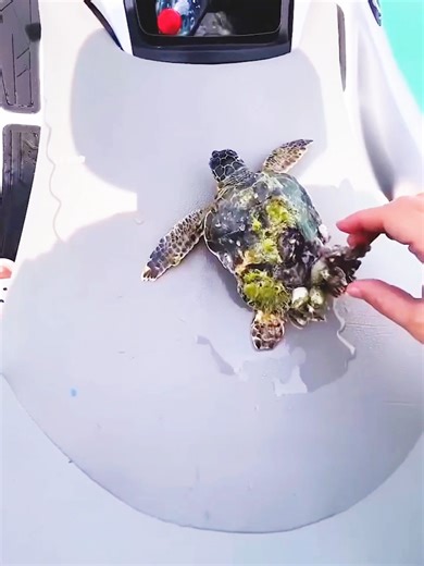 He Saved a Sea Turtle… Then This Happened 🐢💙