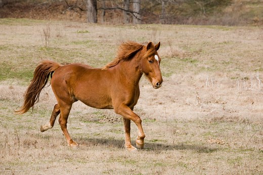 Tennessee Walking Horse: History, Characteristics, And Care