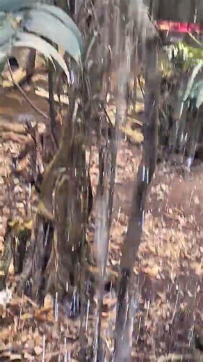 Beautiful touristic view of Biodôme tropical climate #shortvideo #travel #nature