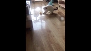 Watch Interactive Dog/Cat Toy on Amazon Live