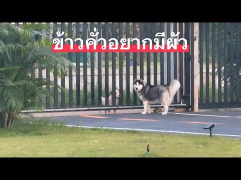 ข้าวคั่วมีหนุ่มตามมาจีบถึงหน้าบ้าน