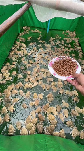 Feeding Time for Frogs: ASMR Experience