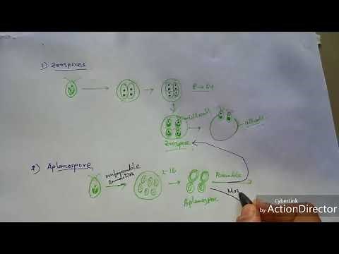 Algae: Reproduction of Chlamydomonas sp.