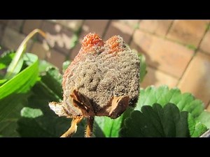 Grey mould on strawberries, an easy organic control method..