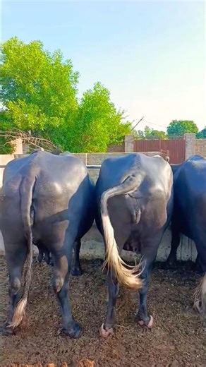 buffalo farming, buffalo talaab, buffalo sound, buffalo cartoon, bhains wala cartoon, #waterbuffalo