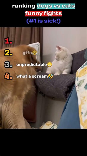 Top 4 Funniest Dog vs Cat Battles Revealed